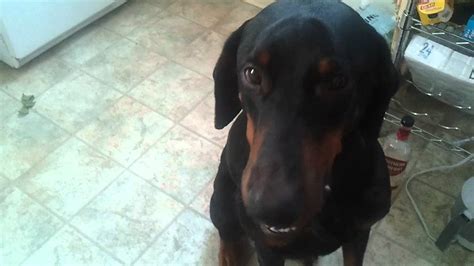 bobble head syndrome in dogs.